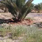 توريد وغرس جميع أنواع النخيل عربي وواشنطن