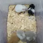 هامسترات دفعه جديده