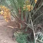 قراين وجثايث وفراخه بلقصيم