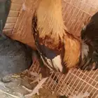 دجاجه مهجنه كوتي مع بلدي وديك بلدي