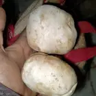 5 كيلو شرط الكب كله كبير حبه فاخره