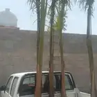 5حبت ملوكي البيع