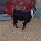 تيس مخاصي ذبيحه