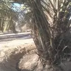 نخل خلاص للبيع ونقوم بتوريد وزرع وقشع وتكريب