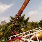 جميع انواع النخيل