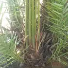 فروخ طيبه