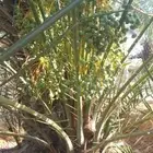 فراخه طيبه وجثايث وقراين