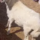 فرير تربيه