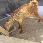 تيس للبيع