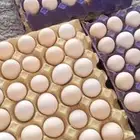 بيض بلدي مخصب