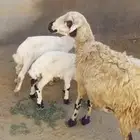 نعجه منتوووج