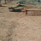 جميع شغل النخيل توريد وغراس