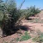 نقوم بعمل جميع شغل النخيل توريد وغراس