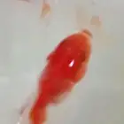 زوجين و انثى سمك جولد فيش