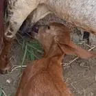 عناق نعجه ورخل