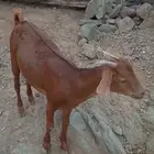 خبشه للبيع