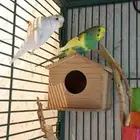زوج الكناري والبادجي canary and budgies pair