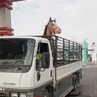 نقل خيل
