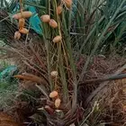 حيش مجدولة طيب