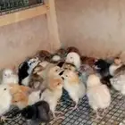 صيصان ودجاج بياض وبيض مخصب