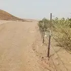 مقاول شبوك وزراعة النخيل الغربي واشنطن