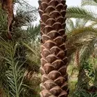 تكريب وتنظيف وشذاب نخل العربي وقس لحمل الواشنطن