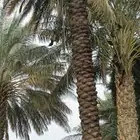 تشويك وتلقيح وشذاب النخيل وتكريب وتنضيف