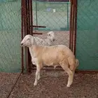 خروفين طيبه للبيع