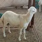 خروف طيب للبيع