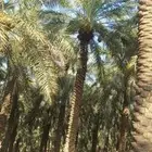 يوجد عمال خراف نخل طويل او قصير