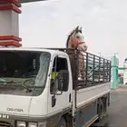 توصيل داخل وخارج تبوك