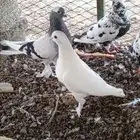 حمام بلدي مهجن