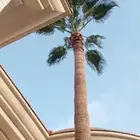تكريب وتنظيف وشذاب نخل العربي ول واشنطونيا وتغيير التربه الم