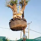 اشجار زينه ونخيل وزيتون