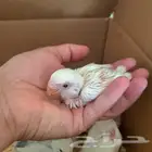طيور   روز غر