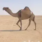 لقحه صفرا طيبة