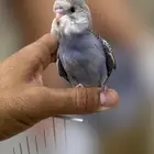 فرخ طيور الحب اليف