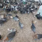 تم البيع