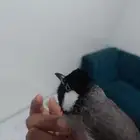 بلبل حساوي للبيع