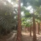 سلام عليكم يوجد لدينا جميع انواع انخيل الزينه ولعربي