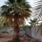 نخل امريكي