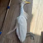 طيور وتعباين مثلجه لتحنيط