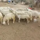 ضان للبيع العدد 44 يتبعها 15
