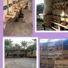 خلايا نحل بلدي للبيع وعسل طبيعي (جملة وقطاعي)