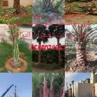 نخل