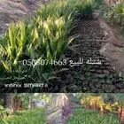 يوجد لدينا جميع انواع النخيل العربي وشنطني