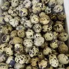 بيض سمان وفري وصوص سمان وفري