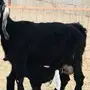 معزاء السوم 450 ريال 