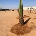 يوجد الدينا جميع أنواع النخل للإستفسار