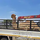 دنا ونش هيدروليك نقل الابل و البضائع